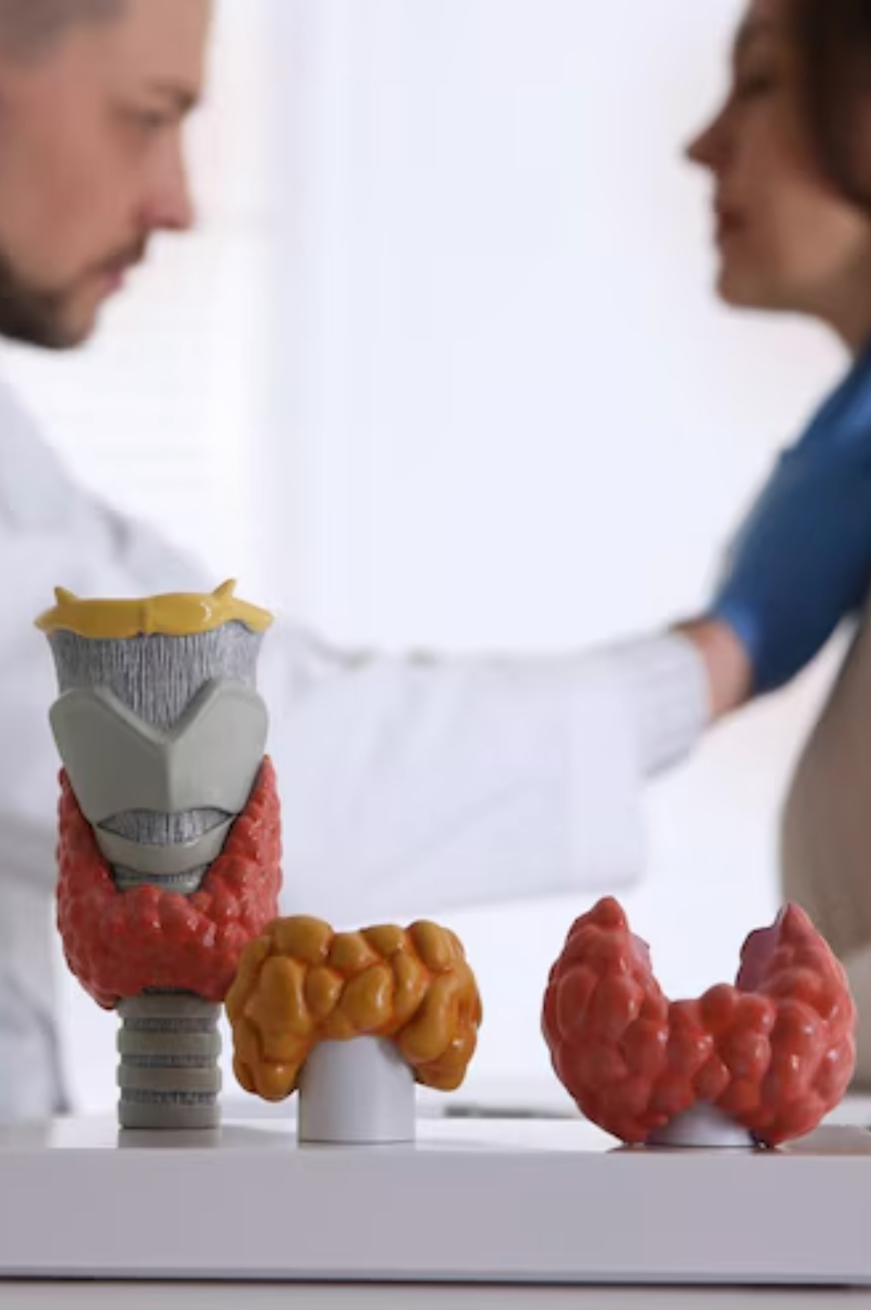 Hormone & Thyroid